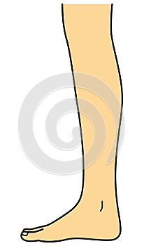 Bare foot, leg, side view, illustration